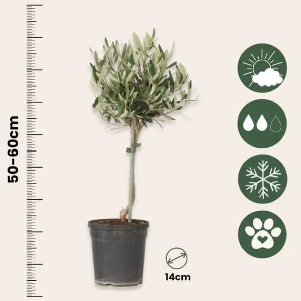 Olivträd - Set om 2 - Olea europaea - Höjd 50-60cm - ⌀14cm Träd
