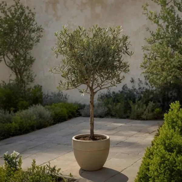 Olivträd - Set om 2 - Olea europaea - Höjd 50-60cm - ⌀14cm Träd