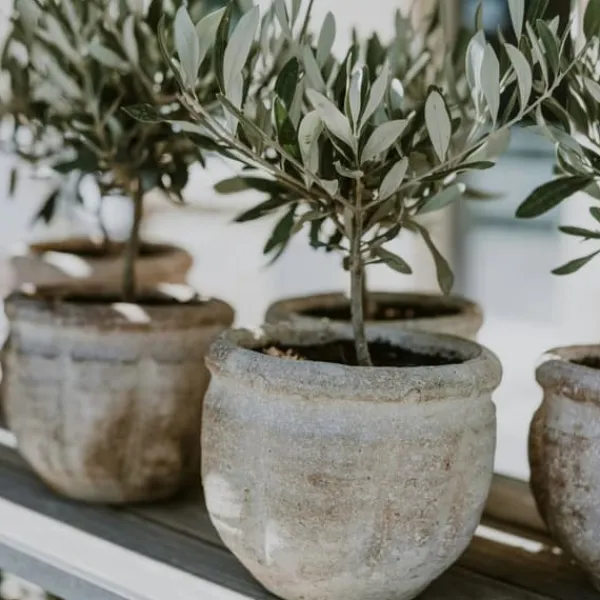 Olivträd - Set om 2 - Olea europaea - Höjd 50-60cm - ⌀14cm Träd