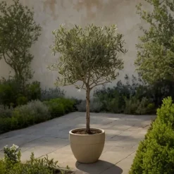 Olivträd - Set om 2 - Olea europaea - Höjd 50-60cm - ⌀14cm