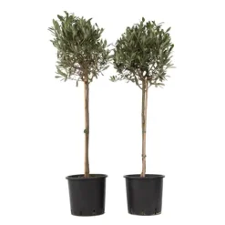 Sale Olivträd - Set om 2 - Olea europaea - Höjd 90-100cm - ⌀21cm Träd