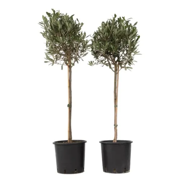 Sale Olivträd - Set om 2 - Olea europaea - Höjd 90-100cm - ⌀21cm Träd