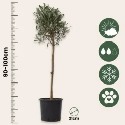 Sale Olivträd - Set om 2 - Olea europaea - Höjd 90-100cm - ⌀21cm Träd