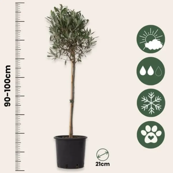 Sale Olivträd - Set om 2 - Olea europaea - Höjd 90-100cm - ⌀21cm Träd