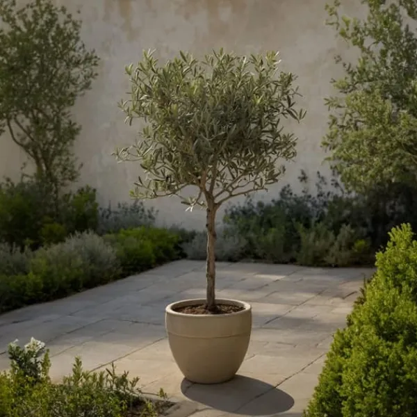 Sale Olivträd - Set om 2 - Olea europaea - Höjd 90-100cm - ⌀21cm Träd