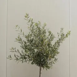 Sale Olivträd - Set om 2 - Olea europaea - Höjd 90-100cm - ⌀21cm Träd