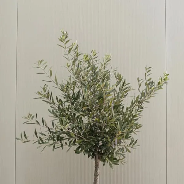 Sale Olivträd - Set om 2 - Olea europaea - Höjd 90-100cm - ⌀21cm Träd