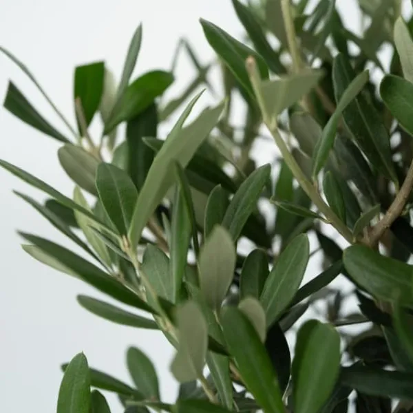 Sale Olivträd - Set om 2 - Olea europaea - Höjd 90-100cm - ⌀21cm Träd