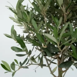 Sale Olivträd - Set om 2 - Olea europaea - Höjd 90-100cm - ⌀21cm Träd