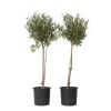 New Olivträd - Set om 2 - Olea europaea - Höjd 80-90cm - ⌀19cm Träd