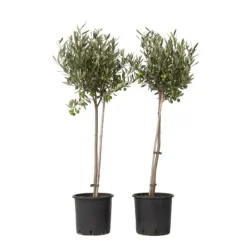 New Olivträd - Set om 2 - Olea europaea - Höjd 80-90cm - ⌀19cm Träd