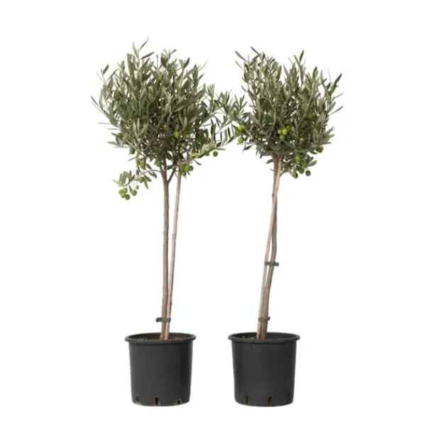 New Olivträd - Set om 2 - Olea europaea - Höjd 80-90cm - ⌀19cm Träd