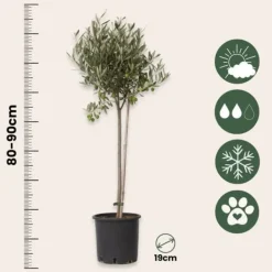 New Olivträd - Set om 2 - Olea europaea - Höjd 80-90cm - ⌀19cm Träd