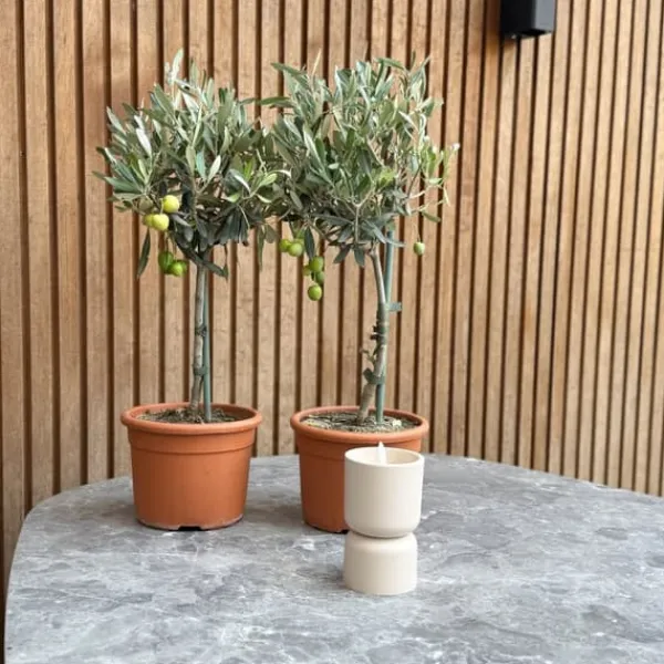 Olivträd - Set om 2 - Olea europaea - Höjd 50-60cm - ⌀14cm