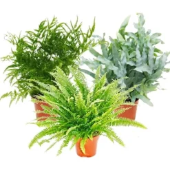 Ormbunksblandning, set om 3, 17cm