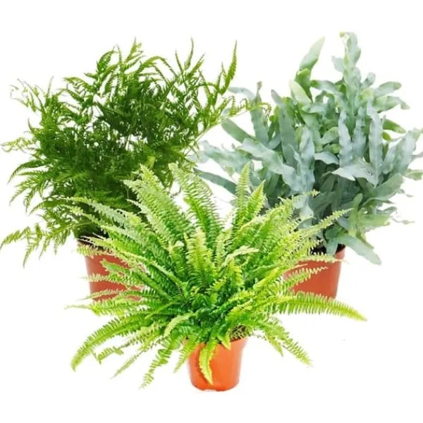 Ormbunksblandning, set om 3, 17cm