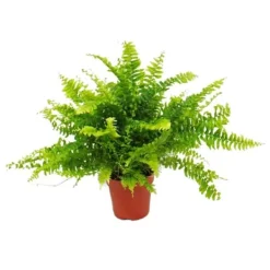 Ormbunksblandning, set om 3, 17cm