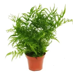 Ormbunksblandning, set om 3, 17cm