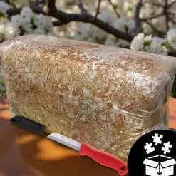 Ostronsvampmycelbal 15 kg Hemodling Snabbskörd + Gratis