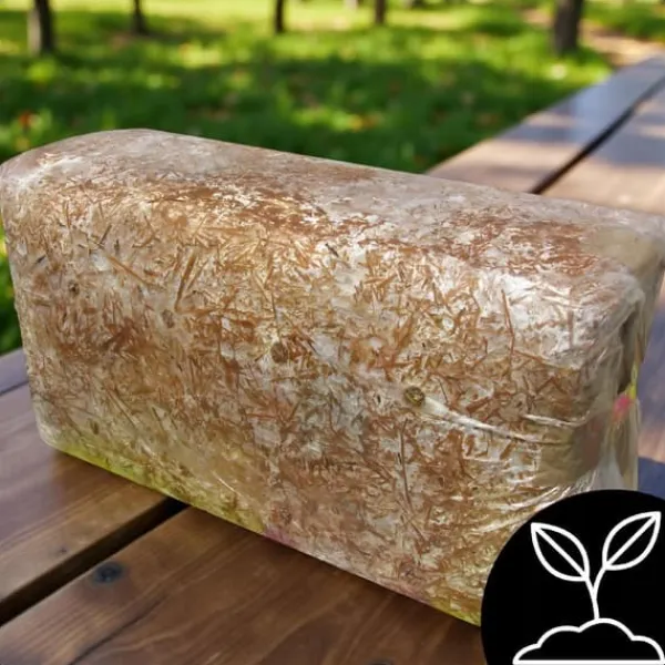 Ostronsvampmycelbal 15 kg Hemodling Snabbskörd + Gratis