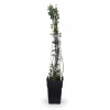Sale 3-pack Jasminum nudiflorum 65 cm - Kruka Ø15 cm Trädgårdsväxter