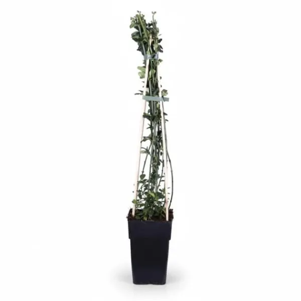 Sale 3-pack Jasminum nudiflorum 65 cm - Kruka Ø15 cm Trädgårdsväxter