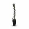 4-pack Jasminum nudiflorum 65 cm i kruka Ø15 cm Krukväxter Inomhus