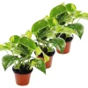 Pack med 3 Efeutute - Scindapsus - Epipremnum - kruka 12cm