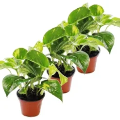 Pack med 3 Efeutute - Scindapsus - Epipremnum - kruka 12cm