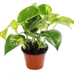 Pack med 3 Efeutute - Scindapsus - Epipremnum - kruka 12cm