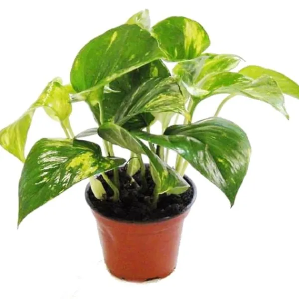 Pack med 3 Efeutute - Scindapsus - Epipremnum - kruka 12cm