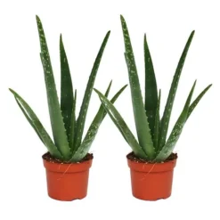 Pack om 2 - Aloe vera - ca. 2 år - 10,5 cm kruka