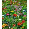 Paket med 100 blandade vildblomsfrön - ettåriga och perenner