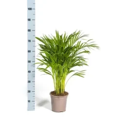 Palmträd med gyllene frukter - Dypsis lutescens - Areca - Enskild växt - höjd ca 80-100cm - kruka 19cm