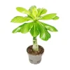 Palmträdet Hawaï Brighamia insignis