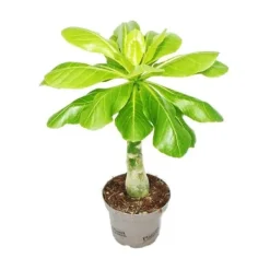 Palmträdet Hawaï Brighamia insignis