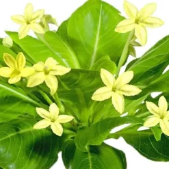 Palmträdet Hawaï Brighamia insignis