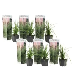 Pampasgräs - Set om 6 - Cortaderia selloana - Höjd 25-40cm - ⌀9cm