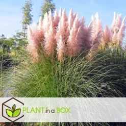 Pampasgräs - Set om 6 - Cortaderia selloana - Höjd 25-40cm - ⌀9cm