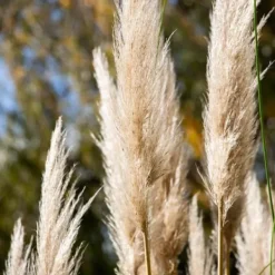 Pampasgräs - Set om 3 - Cortaderia selloana - Höjd 25-40cm - ⌀9cm