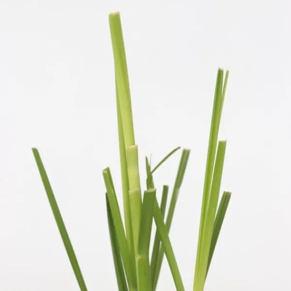 Pampasgräs - Set om 3 - Cortaderia selloana - Höjd 25-40cm - ⌀9cm