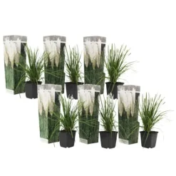Clearance Pampasgräs - Set om 6 - Cortaderia selloana - Höjd 25-40cm - ⌀9cm Trädgårdsväxter