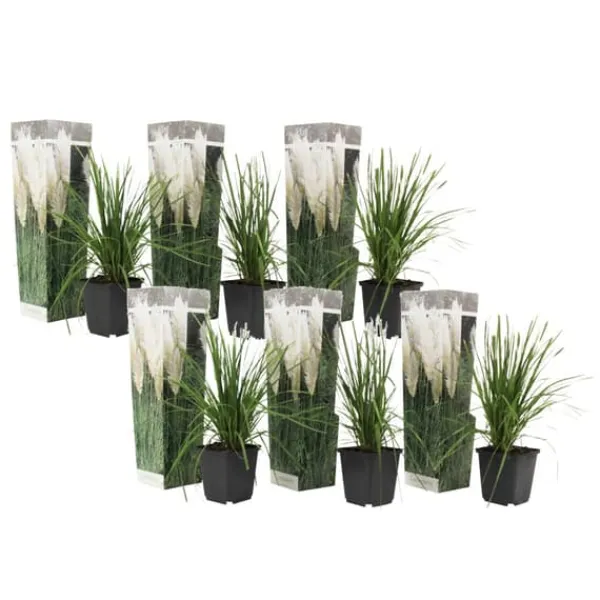 Clearance Pampasgräs - Set om 6 - Cortaderia selloana - Höjd 25-40cm - ⌀9cm Trädgårdsväxter