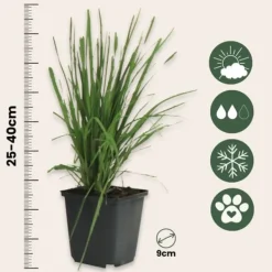 Clearance Pampasgräs - Set om 6 - Cortaderia selloana - Höjd 25-40cm - ⌀9cm Trädgårdsväxter