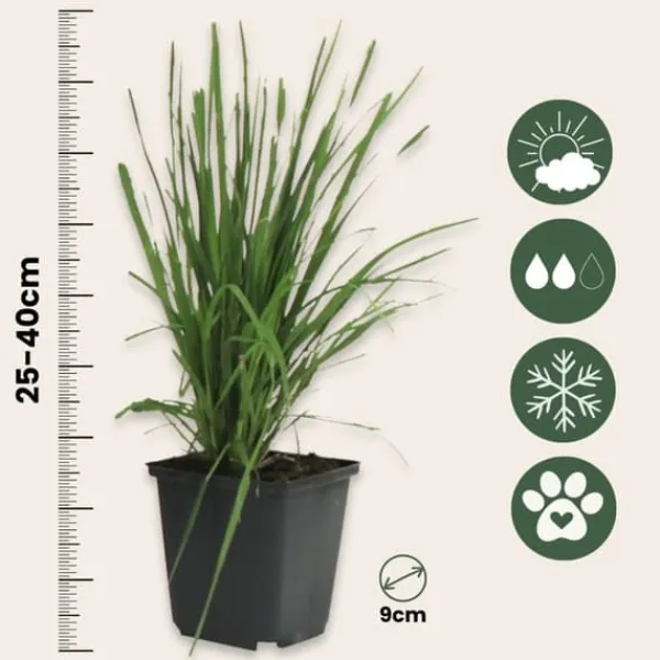 Clearance Pampasgräs - Set om 6 - Cortaderia selloana - Höjd 25-40cm - ⌀9cm Trädgårdsväxter