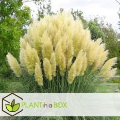 Clearance Pampasgräs - Set om 6 - Cortaderia selloana - Höjd 25-40cm - ⌀9cm Trädgårdsväxter