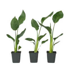 Papegojblomma - Set om 3 - Strelitzia reginea - Höjd 25-40cm - ⌀9cm