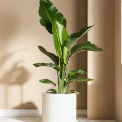 Papegojblomma - Set om 3 - Strelitzia reginea - Höjd 25-40cm - ⌀9cm