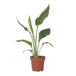 Hot Papegojblomma - Strelitzia reginea - Höjd 25-40cm - ⌀9cm Krukväxter Inomhus