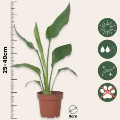 Hot Papegojblomma - Strelitzia reginea - Höjd 25-40cm - ⌀9cm Krukväxter Inomhus